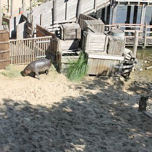 Enclosure Pygmy hippo