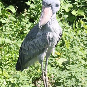 Shoebill