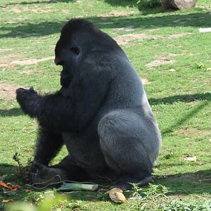 Western lowland gorilla