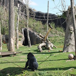 Gorilla enclosure