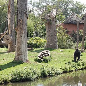 Gorilla enclosure