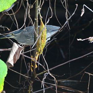 Black-crowned night heron ?