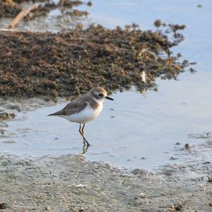 Lesser sand-plover ?