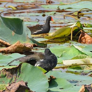 Common moorhen