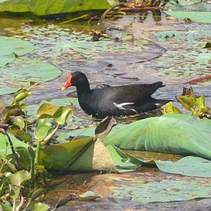 Common moorhen
