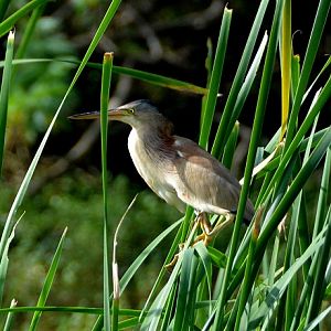 Yellow bittern ?