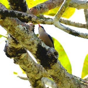 Velvet-fronted nuthatch