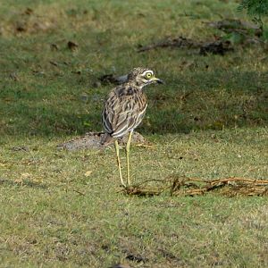Great thick-knee