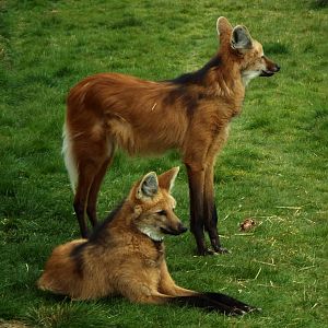 Maned Wolf HZP