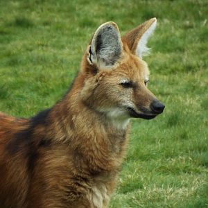 Maned Wolf HZP