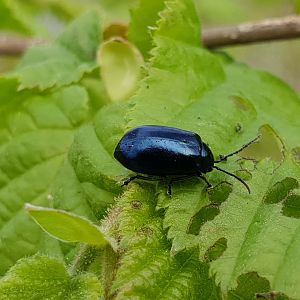 Alder leaf beetle - Agelastica alni