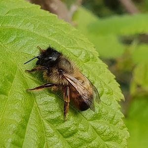 Red mason bee - female - Osmia bicornis