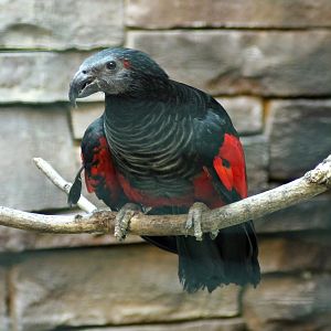 Pesquet's parrot (Psittrichas fulgidus)