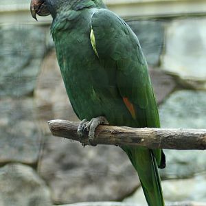 Blue-cheeked amazon (Amazona dufresniana)