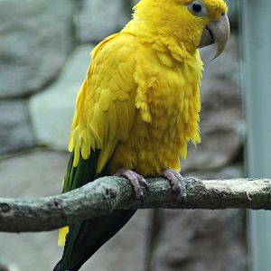 Golden parakeet (Guaruba guarouba)
