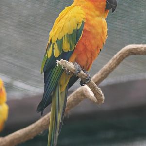 Sun parakeet (Aratinga solstitialis)