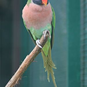 Red-breasted parakeet (Psittacula alexandri)
