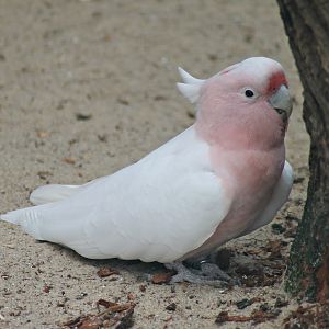 Major Mitchell's cockatoo (Lophochroa leadbeateri)