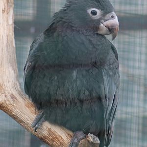 Vasa parrot (Coracopsis ***)