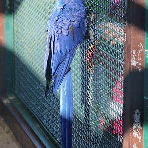 Hyacinth macaw (Anodorhynchus hyacinthinus)