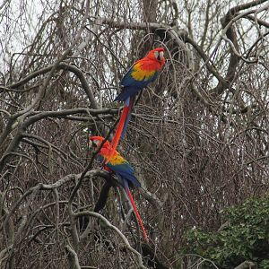 Scarlet macaws (Ara macao)