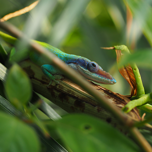 Allison's Anole
