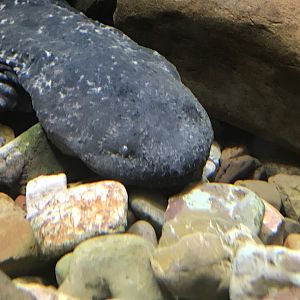 Eastern Hellbender
