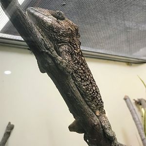 Western Bearded Anole