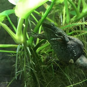 Müller's Clawed Frog