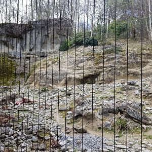 Snow Leopard Feeding