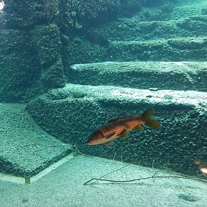 Elephant Pool Fishes