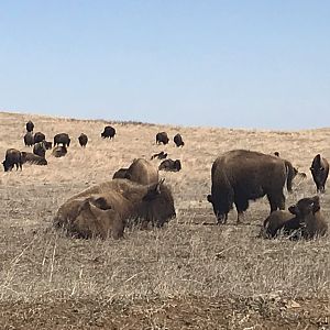Plains Bison