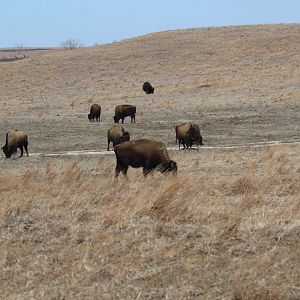 Plains Bison
