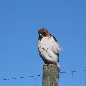 Eastern Red-tailed Hawk