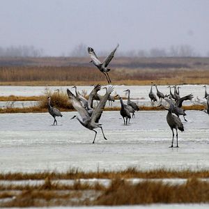 Sandhill Cranes
