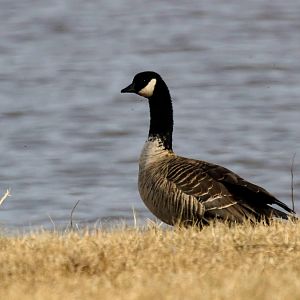 Richardson's Cackling Goose