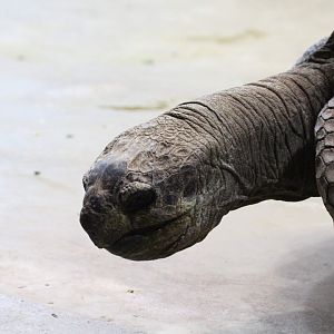 Aldabra Tortoise