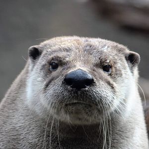 North American River Otter