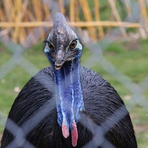 Female Two-wattled Cassowary / Hamerton / 8-4-19