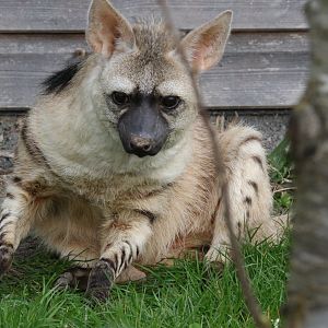 Eastern Aardwolf / Hamerton / 8-4-19
