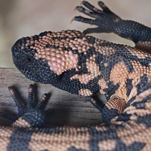 Banded Gila Monster / Hamerton / 8-4-19