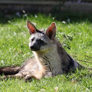 Southern Aardwolf / Hamerton / 1-4-19
