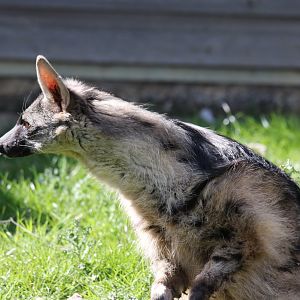 Southern Aardwolf / Hamerton / 1-4-19
