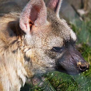 Eastern Aardwolf / Hamerton / 28-3-19