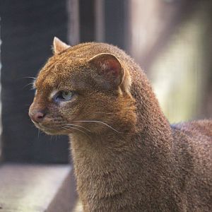 Jaguarundi / Hamerton / 28-3-19