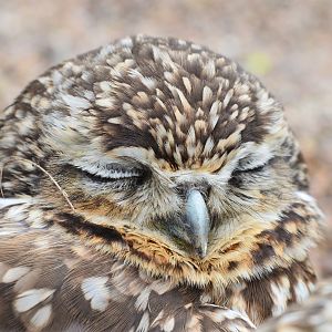 Burrowing Owl