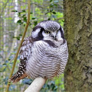 Northern hawk owl