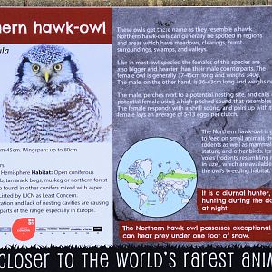 Northern hawk owl signage