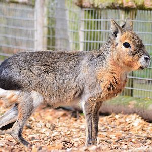 Patagonian mara