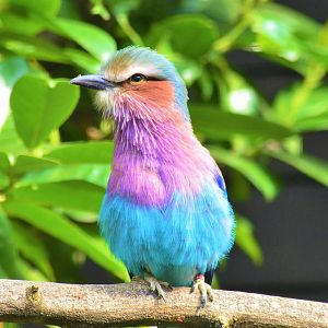 Lilac-breasted roller